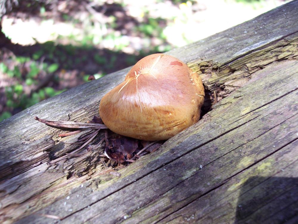 Finalmente funghi in valle (aosta)